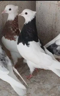 کبوترقره سوری سرور پرستویی آرشینگل بلاند-چتری