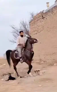 اسب