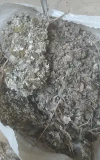 کود کبوتر یا کفتر