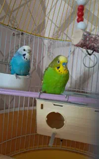 دو عدد مرغ عشق نر و ماده