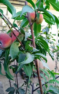 انواع نهال اصلاح شده