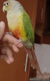 طوطی گرینچیک .گمشده