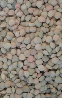 عدس محلی