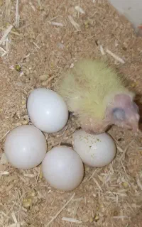 عروس‌هلندی‌مولد