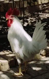 خروس