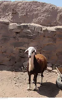 بره قوچی اصیل