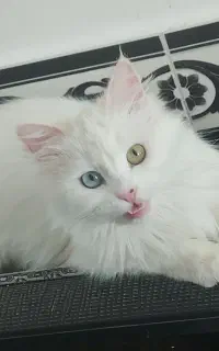 گربه پرشین انگورا