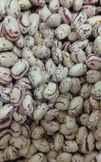 لوبیا چیتی درجه یک