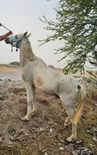 اسب نر و ماده