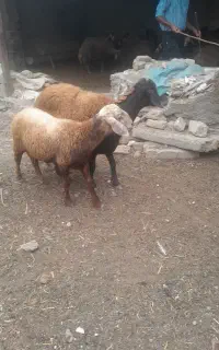 یه بره ماده چاق  جنس دار  و یه بر ه نر چاق