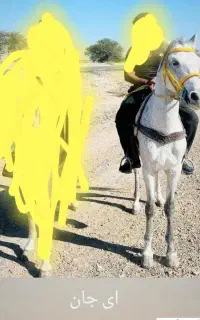 سلام.اسب نر جوان سالم سرحال و سواری بدون ضعف