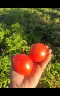 کشاورزی