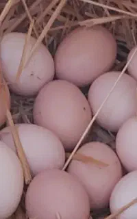 تخم لاری تعداد محدود