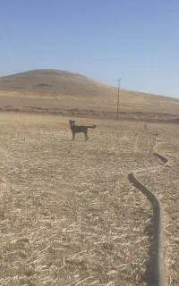 توله فروشی