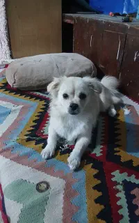 سگ پیکنیز