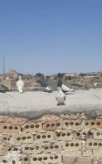 کفتر