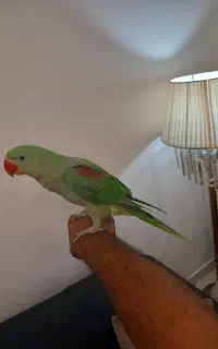 شاه طوطی ۳ ماهه