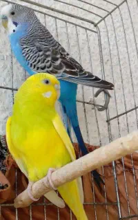 پرنده مرغ عشق
