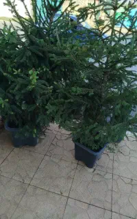 استخدام ادمین