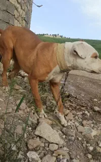 سگ پیت بول