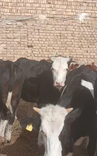گاو تلیسه پایه کل