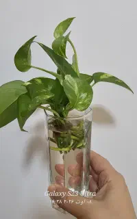پتوس توی آب