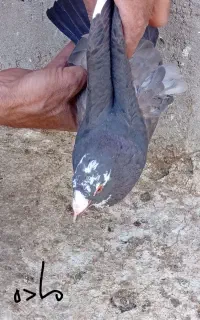 کفتروکبوتر