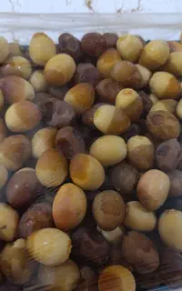 رطب برحی