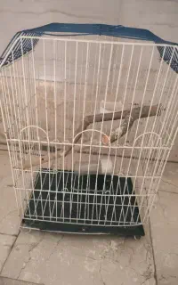 قفس عروس هلندی