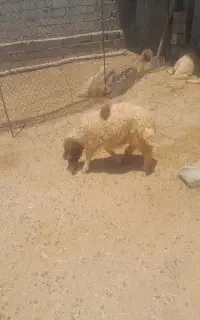 ۱۵راس بره شیری ریز قلم جفتی ۵۴کیلو