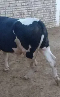 ۳ راس گوساله نر هلشتاین درجه یک