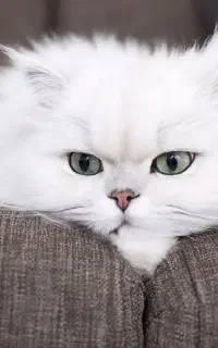 گربه