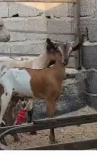 گمشده کهره نریی