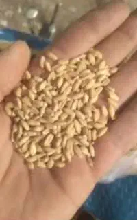 گندم بذری درجه یک کوهدشت  بو جاری شده داخل کیسه