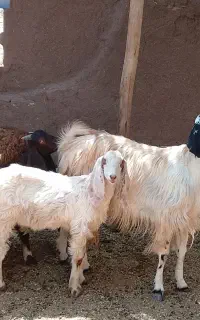 بز دو قلو با دو بزغاله نر بزرگ