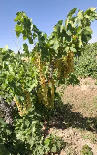انگور