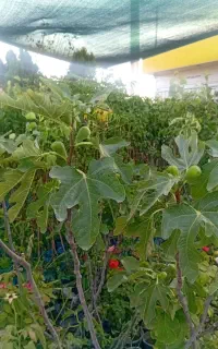 نهال انجیر ترکیه