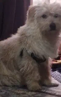 سگم گم شده