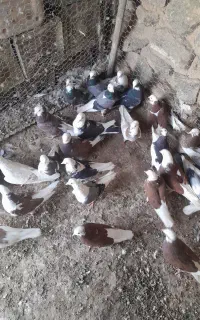 کبوتر