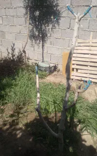 پیوند پسته