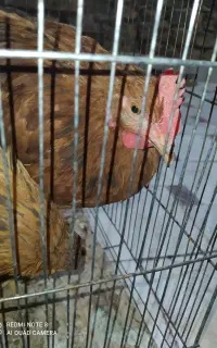 دو عدد مرغ گلپایگانی