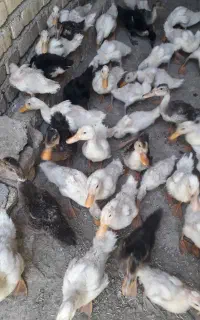 جوجه اردک ۲ماهه