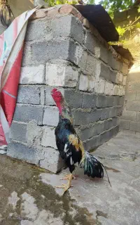 مرغ وخروس