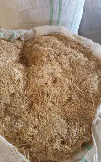 کاه گندم