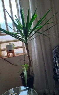 گیاه یوکا