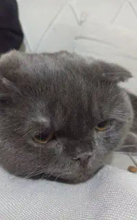 دنبال نر و ماده برای گربه هام هستم دوتا گربه دارم