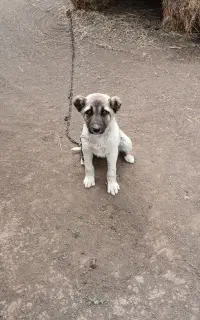 توله سگ سرابی ماده