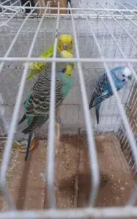 فروش مرغ عشق