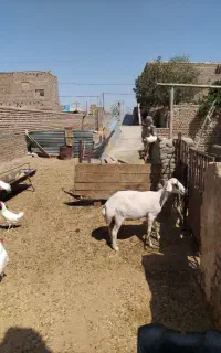 میش دوبرافشار گوش بور سفید قلم دار