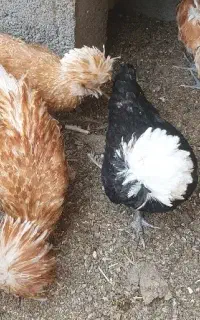 مرغ و خروس سلطان